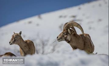 حیات وحش تهران  27