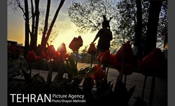 روش گل های لاله در باغ ایرانی 30