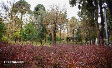 یک روز پاییزی در منطقه ۱۴