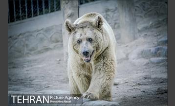 زندگی در قفس 22