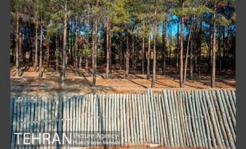 بوستان جنگلی چیتگر 16