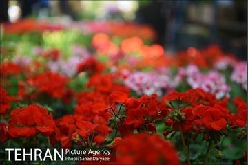 بازار گل شهید محلاتی در آستانه نوروز 8