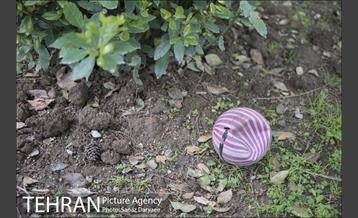 بوستان فدک‎ 17