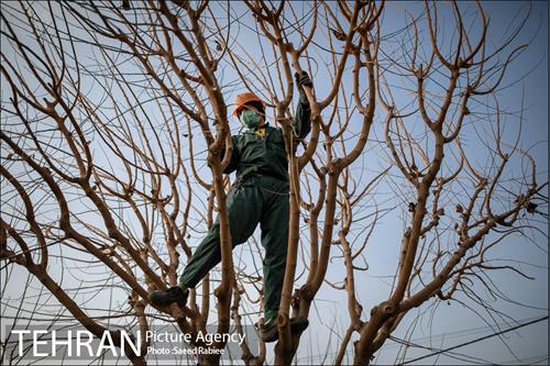 آغاز فصل هرس درختان- 2
