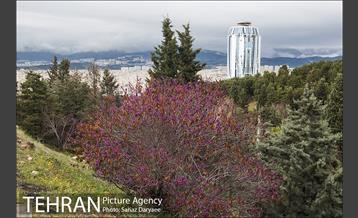 تعطیلی بوستان جنگلی سرخه حصار به منظور پیشگیری از شیوع ویروس کرونا 9