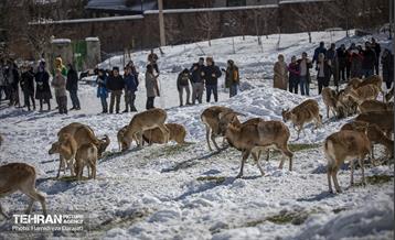 حیات وحش تهران  7