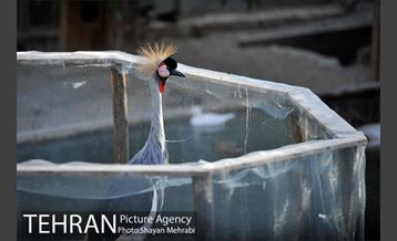 باغ پرندگان تهران 19