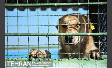 مرکز نگهداری سگ های بدون صاحب  3