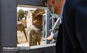 «مایسا» یکساله شد 6