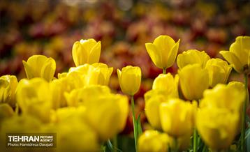 لاله های باغ ایرانی 8