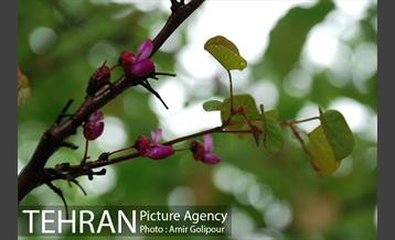 تهران بهاری 4