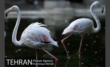 باغ پرندگان تهران 67