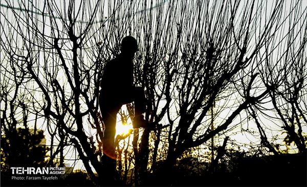 هرس درختان در منطقه 5