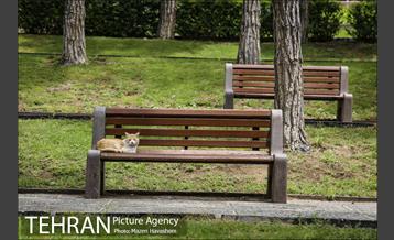 بوستان ساعی 9