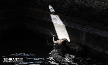 «مایسا» یکساله شد 19