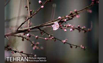 بهار در تهران 25