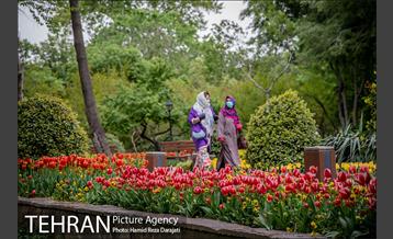 لاله های باغ ایرانی 10
