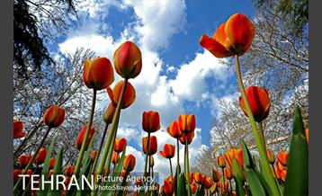 رویش گل های لاله در پارک ملت 12