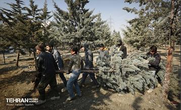 جابجایی اصولی 106 اصله درخت در منطقه 5 شهرداری 19