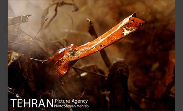 چهارمین روز آواربرداری ساختمان پلاسکو-3 9