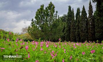 باغ گیاه‌شناسی 38