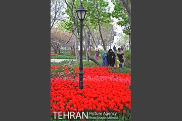 روش گل های لاله در باغ ایرانی 34