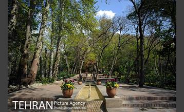 رویش گل های لاله در باغ ایرانی 1