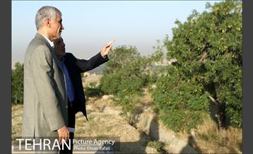 بازدید شهردار تهران از طرح‌های جنگل کاری شمال تهران  17