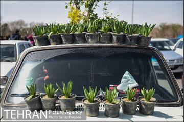 بازار گل شهید محلاتی 24