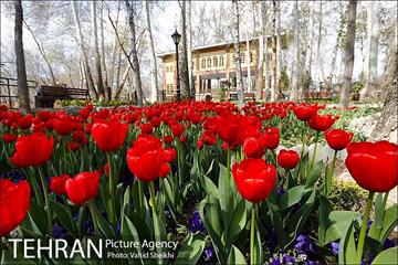 رویش گل های لاله در باغ ایرانی 3