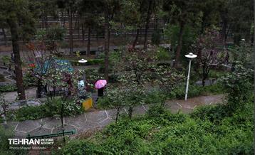 بارش باران بهاری در تهران - 2 8