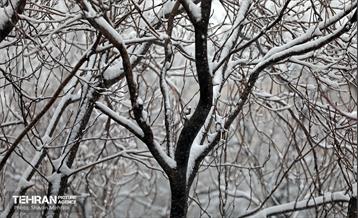 بارش برف در تهران 17