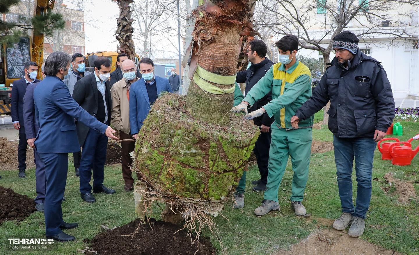 کاشت نخل های کهنسال به یاد شهدا در منطقه ۱۳
