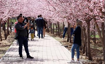 شکوفه‌های بهاری در بوستان سمن‌ها 18