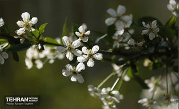 دومین جشنواره شکوفه‌های گیلاس 30