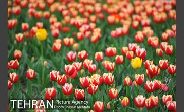 روش گل های لاله در باغ ایرانی 24