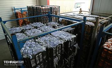 توزیع میوه شب عید قیمت تنظیم بازار در میادین و بازارهای میوه و تره‌بار 14