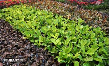 نوزدهمین نمایشگاه گل و گیاه تهران 45