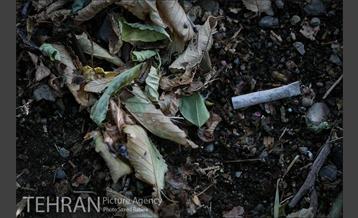 فیلتر سیگار زباله است 4