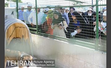 نقاهتگاه سگ های بدون صاحب واقع در آراد کوه 14