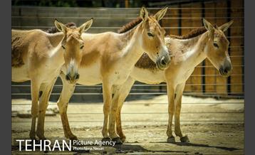 زندگی در قفس 2