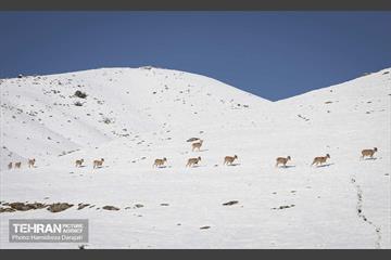 حیات وحش تهران  14