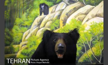 موزه حیات وحش پردیسان 19