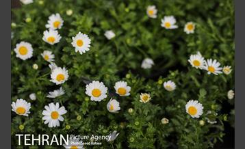 بازار گل و گیاه غرب تهران در آستانه نوروز 24