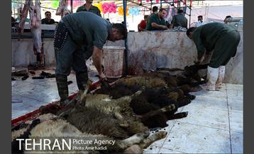 مراکز عرضه بهداشتی دام زنده 12