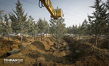 جابجایی اصولی 106 اصله درخت در منطقه 5 شهرداری 4