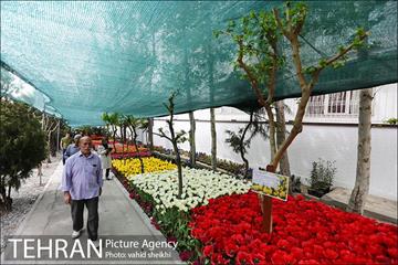 پیاده راه لاله برای مادران 31