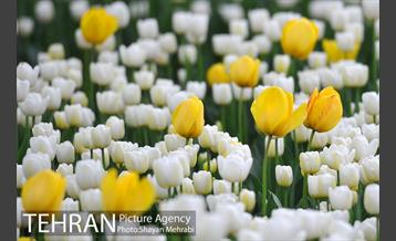 روش گل های لاله در باغ ایرانی 35