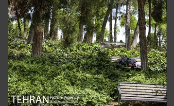 بوستان ساعی 15