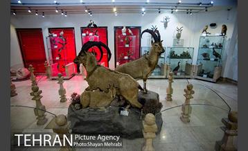 موزه طبیعت و حیات وحش دارآباد تهران 3